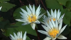 Kaulana Kawaihae