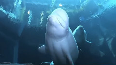 Singing In The Ocean Deeps