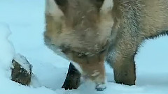 СЕЗОНА НА ОЦЕЛЯВАНЕТО