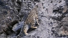 Снежни леопарди