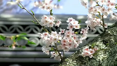 April Bandari