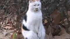 搓手猫火了,其实我病了!好难受