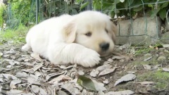 Golden Retriever Puppy Crossing Her Legs