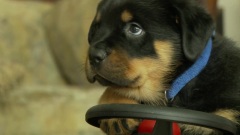 Adorable Rottweiler Puppy Rides A Tricycle