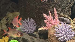 The Aquarium Life