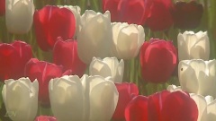 Парк цветов(Spring Charm)