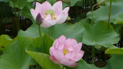 花蓮(HANA HASU)