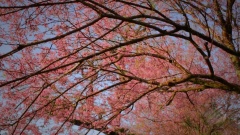 Flower Of Japan