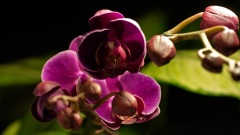 蝴蝶兰的缩时摄影 (Phalaenopsis Time Lapse)