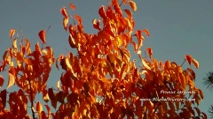 Prunus Sargentii(Sargent's Cherry)