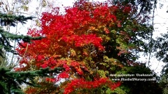 Acer Palmatum 'Sakazuki'(Japanese Maple)