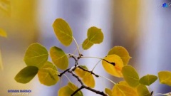 Autumn Wind