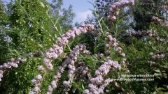 Buddleja Alternifolia (Weeping Butterfly Bush)