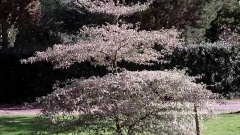 Cornus alternifolia 'Argentea' (Wedding Cake Tree)