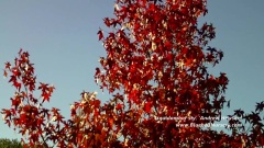 Liquidambar Styraciflua 'Andrew Hewson' (Sweet Gum Tree)