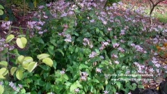 Tricyrtis Formosana Stolonifera(Toad Lily)