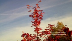 Sorbus Commixta 'Embley'(Japanese Rowan)
