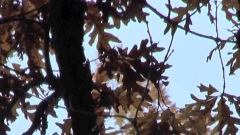 Autumn Oaks (Cinny's Waltz)