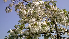 Mount Fuji Cherry
