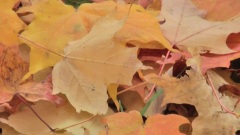 Autumn Leaves In Close-Up (Star Of The County Down)