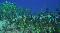 Amazing Ocean