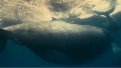 <海洋>精选7