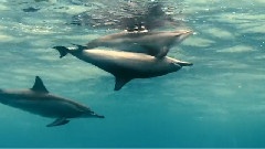 <海洋>精选6