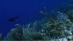Oceanlife