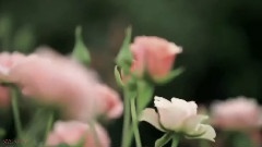 РОЗОВАЯ НЕЖНОСТЬ