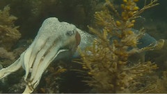 <海洋>精选
