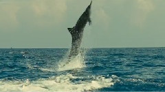 <海洋>精选