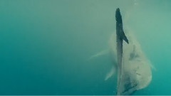 <海洋>精选