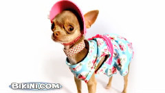 Doggy Swimwear Fashion Show