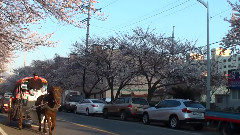 2011年韩国之旅