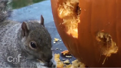 Squirrel Carves Pumpkin