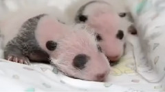Newborn Panda Cubs First 100 Days