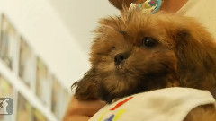Shih Tzu Puppy Loves Hugs