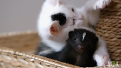 Who Knew Kittens And Skunks Made Such Good Friends