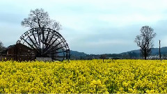 四月油菜花