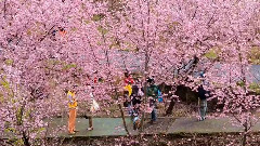 武陵农场樱花季