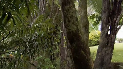 New Plymouth Gardens