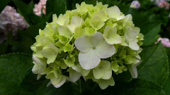 花花世界 The Colorful Flowers 02