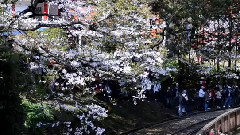 阿里山吉野櫻