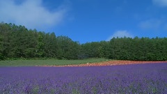 Blue Sky In My Heart