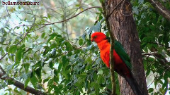 Australian King Parrots
