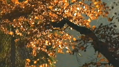 Autumn In My Heart
