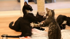 Kittens,Kittens And Kittens