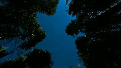 Nature World