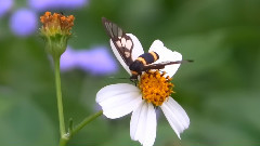 Syntomoides Imaon