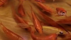 Goldfish Salvation